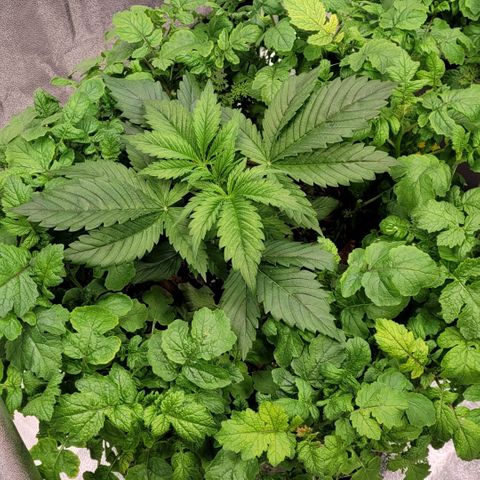 Pearli growlog timeline photo