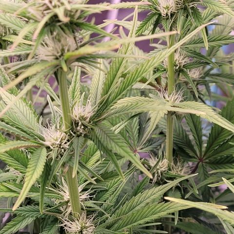 BubbleGum #1 growlog timeline photo