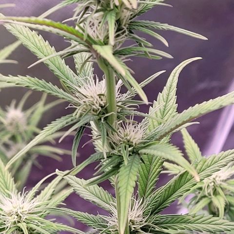 BubbleGum #1 growlog timeline photo