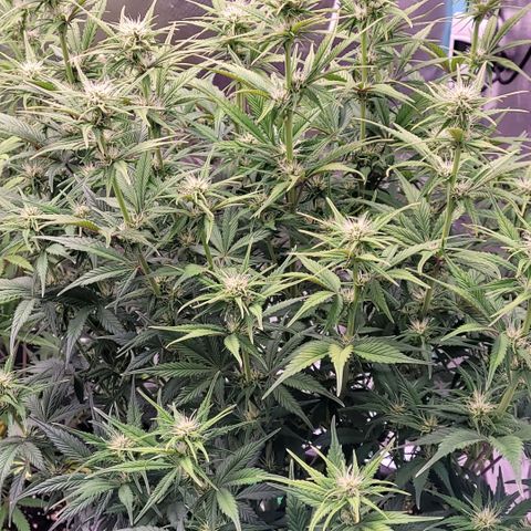 BubbleGum #1 growlog timeline photo