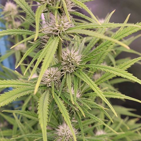 BubbleGum #2 growlog timeline photo