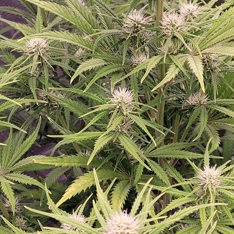 BubbleGum #2 growlog timeline photo