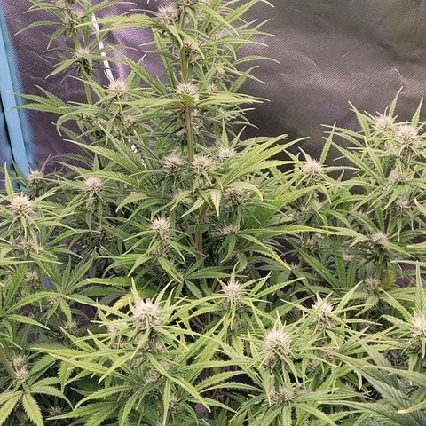 BubbleGum #2 growlog timeline photo