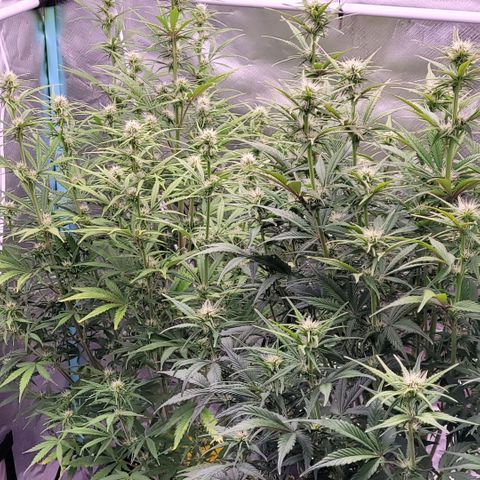 BubbleGum #2 growlog timeline photo