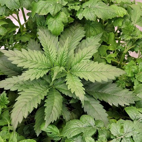 Berry growlog timeline photo