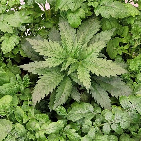 Berry growlog timeline photo