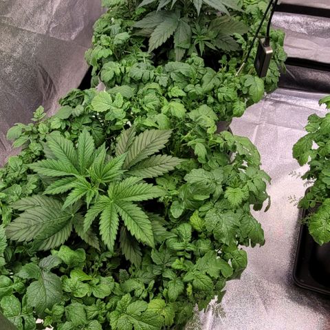 Pearli growlog timeline photo