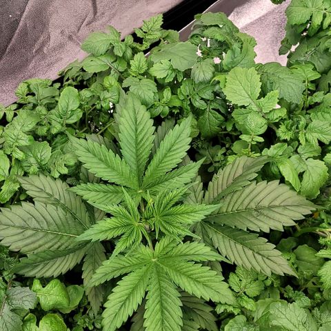 Pearli growlog timeline photo