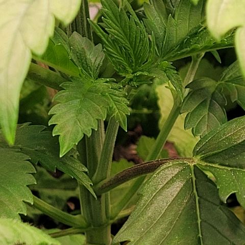 Pearli growlog timeline photo