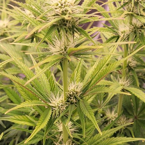 BubbleGum #1 growlog timeline photo