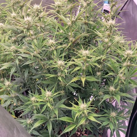 BubbleGum #1 growlog timeline photo