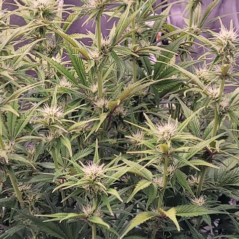 BubbleGum #1 growlog timeline photo