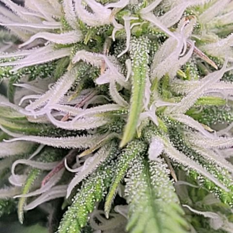 BubbleGum #2 growlog timeline photo