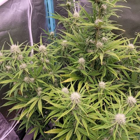 BubbleGum #2 growlog timeline photo