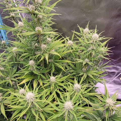 BubbleGum #2 growlog timeline photo