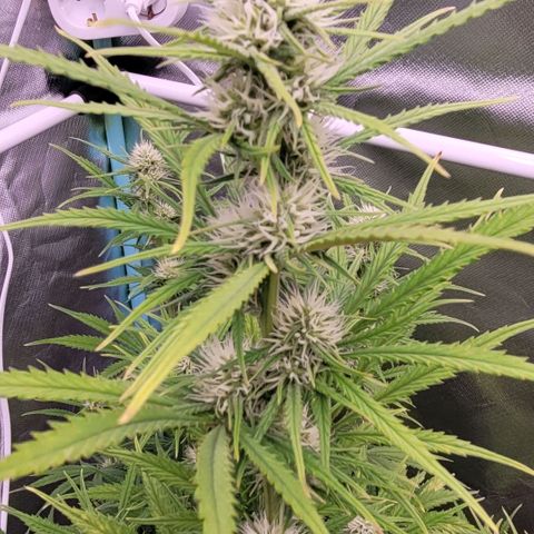 BubbleGum #2 growlog timeline photo