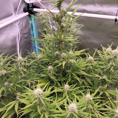 BubbleGum #2 growlog timeline photo