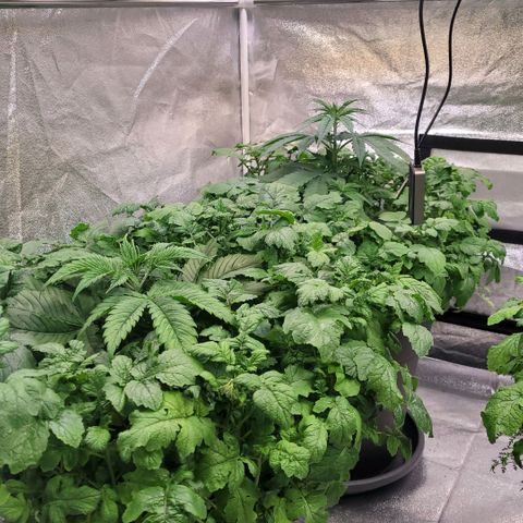 Berry growlog timeline photo