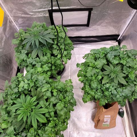 Berry growlog photo: Vor lauter Gründüngung sind die Damen kaum zu sehen