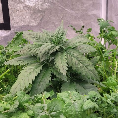 Berry growlog timeline photo