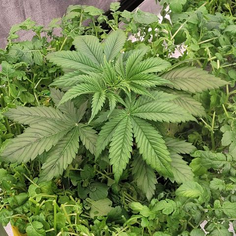 Pearli growlog timeline photo