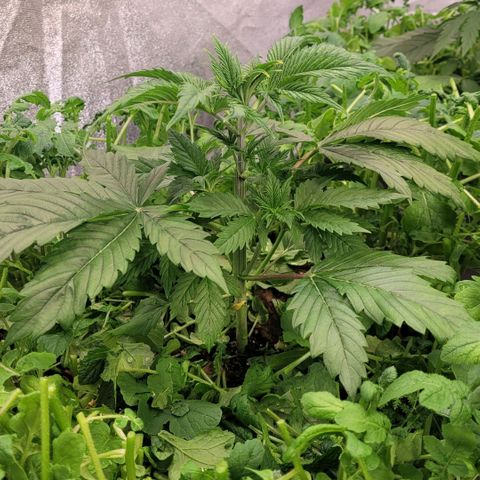 Pearli growlog timeline photo