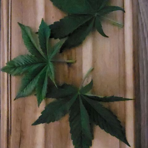 Berry growlog photo: Heute vielen die obersten Segel an jeder Dame