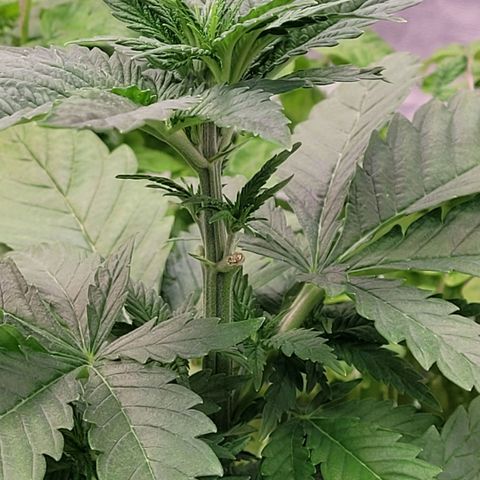 Berry growlog timeline photo