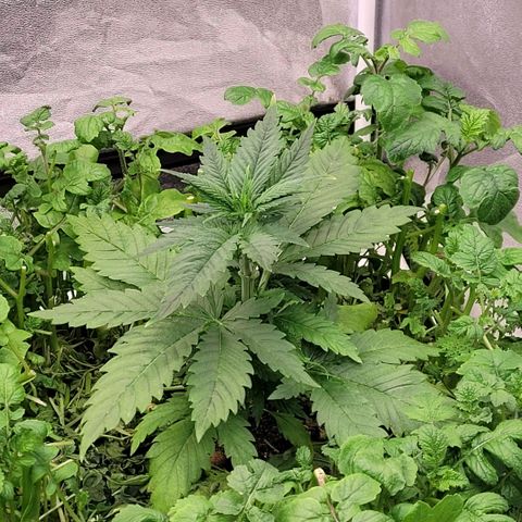 Berry growlog timeline photo