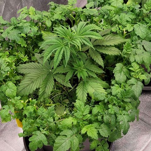 Pearli growlog timeline photo