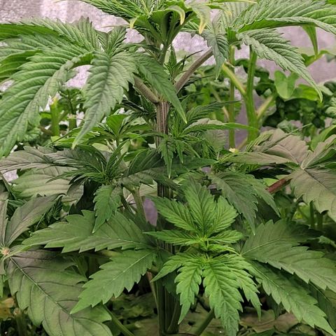 Pearli growlog timeline photo