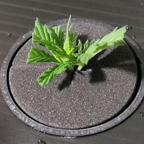 Cookies OG Kloni #2 growlog photo: Ein oberer Seitentrieb, rechts
