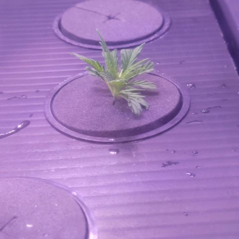 Cookies OG Kloni #1 growlog photo: Tag 1 Verwurzelung