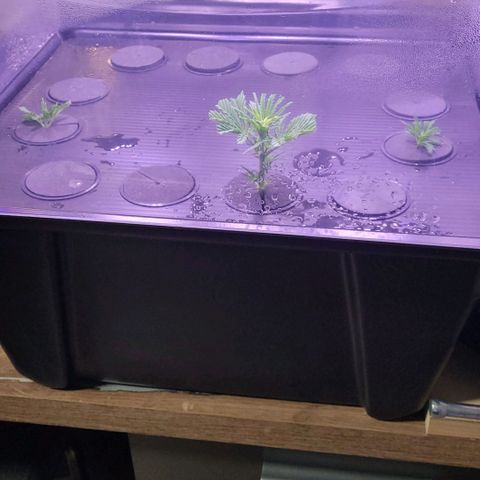 Cookies OG Kloni #1 growlog photo: Tag 1 Verwurzelung