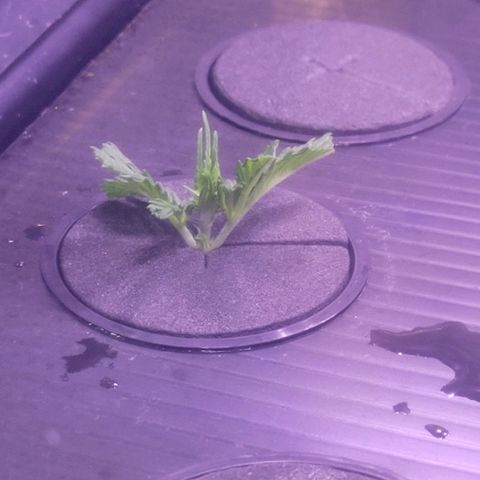 Cookies OG Kloni #1 growlog photo: Tag 1 Verwurzelung