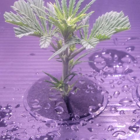 Cookies OG Kloni #1 growlog photo: Tag 1 Verwurzelung