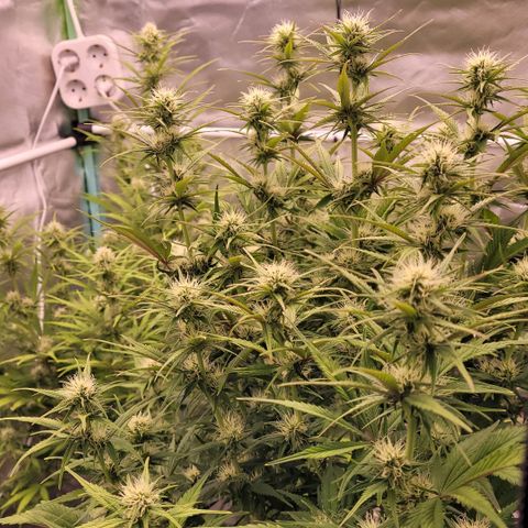 BubbleGum #1 growlog timeline photo