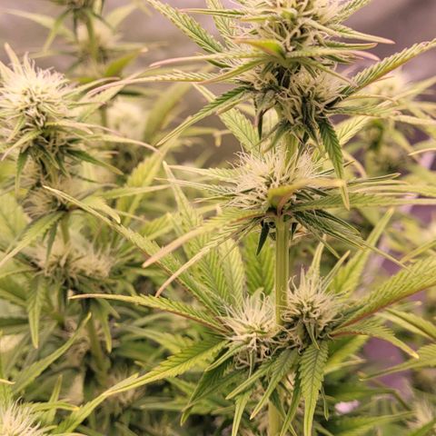 BubbleGum #1 growlog photo: Blütetag 29 , anfang der 5ten Blüte Woche