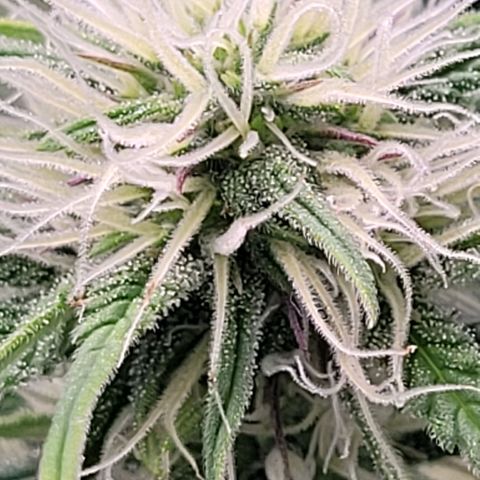 BubbleGum #1 growlog timeline photo