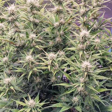 BubbleGum #1 growlog timeline photo