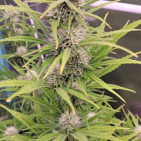 BubbleGum #2 growlog photo: Blütetag 29 , anfang Blüte Woche 5