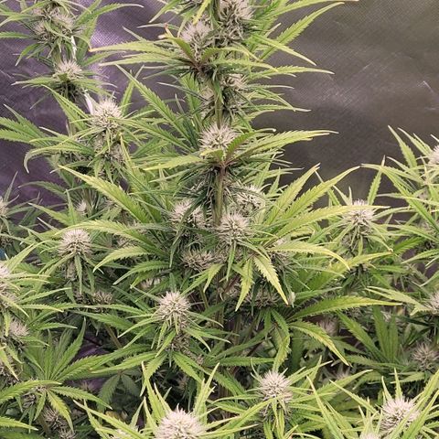 BubbleGum #2 growlog photo: Blütetag 29 , anfang Blüte Woche 5