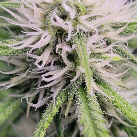 BubbleGum #2 growlog photo: Es gesellen sich Trichome und Duft dazu