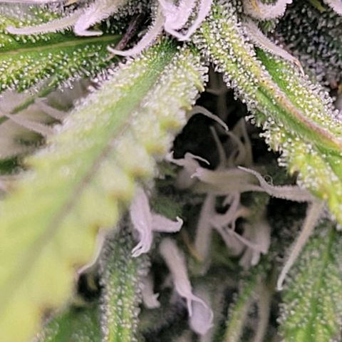 BubbleGum #2 growlog photo: Es gesellen sich Trichome und Duft dazu