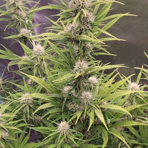 BubbleGum #2 growlog timeline photo
