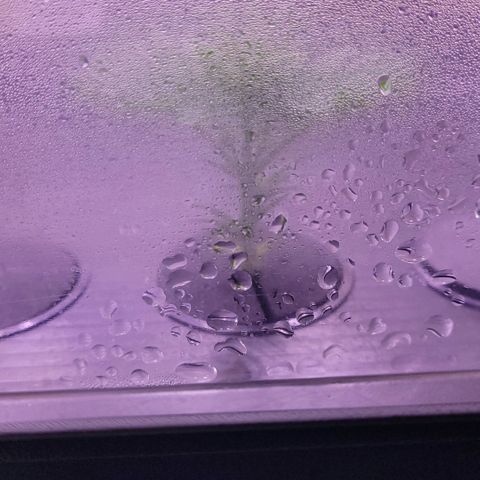 Cookies OG Kloni #1 growlog timeline photo