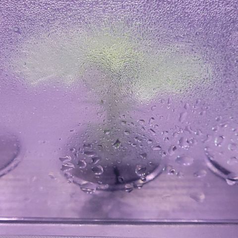 Cookies OG Kloni #1 growlog photo: In der Mitte des Propagator, war es die Hauptspitze, heute Tag 4 Verwurzelung