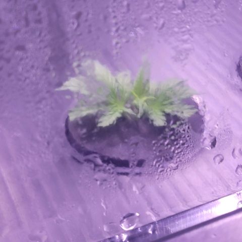 Cookies OG Kloni #2 growlog photo: Rechte Seite im Propagator, heute Tag 4 zur Verwurzelung