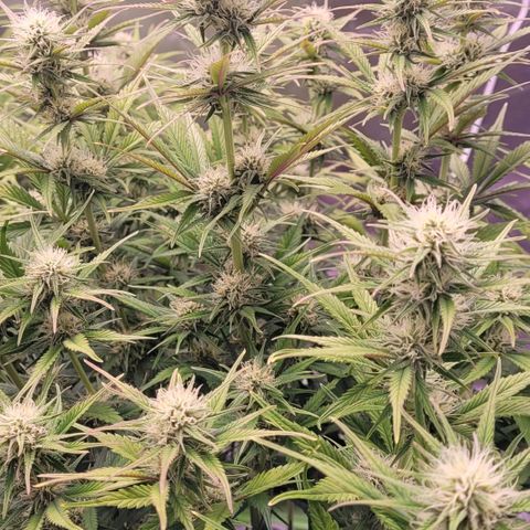 BubbleGum #1 growlog timeline photo