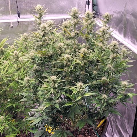 BubbleGum #1 growlog timeline photo
